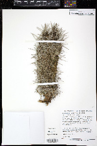 Pachypodium geayi image