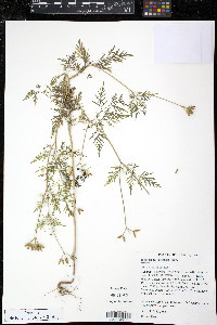 Trepocarpus aethusae image