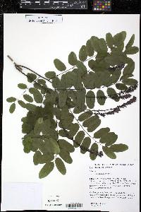 Amorpha nitens image