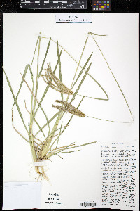 Eustachys caribaea image