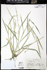 Paspalidium geminatum image