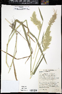 Polypogon australis image