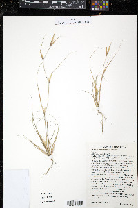 Sporobolus ozarkanus image