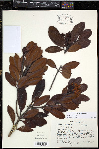 Drimys granadensis image