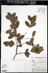 Ruizterania retusa image