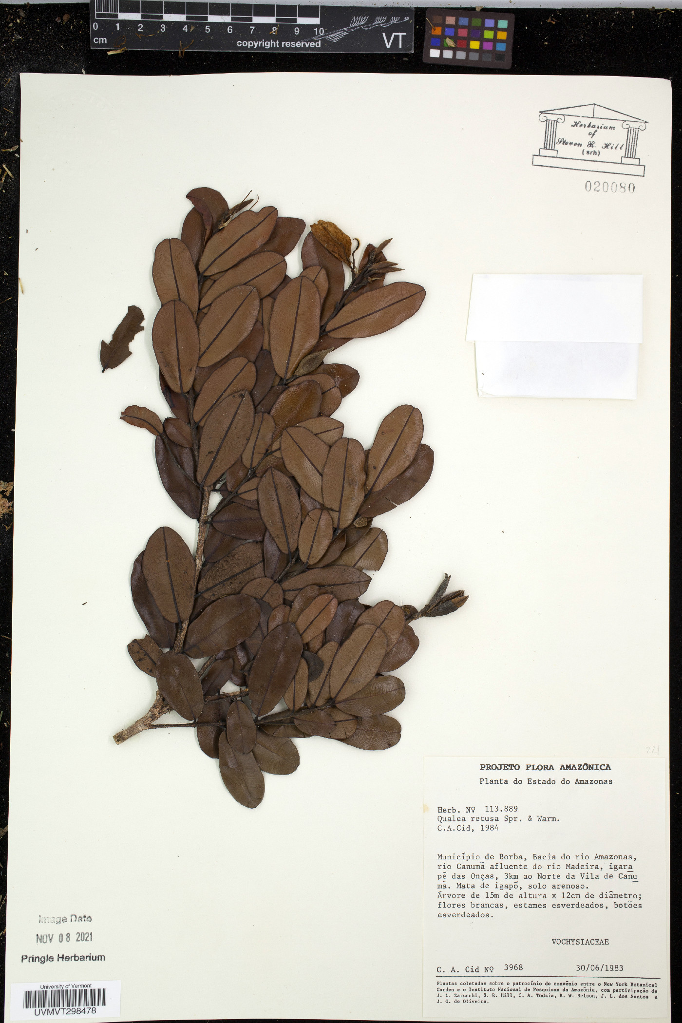 Ruizterania retusa image