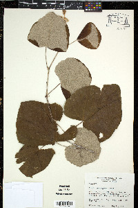 Vitis mustangensis image
