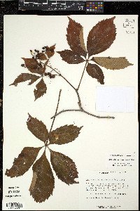 Parthenocissus inserta image