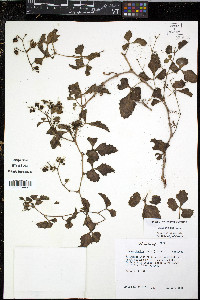 Cissus trifoliata image