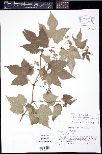Ampelopsis heterophylla image