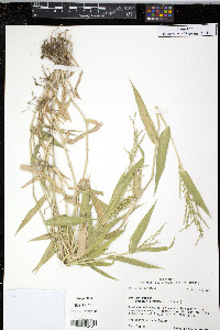 Panicum ramosum image