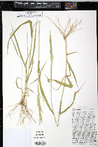 Eriochloa acuminata image