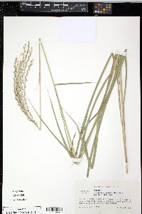 Miscanthus sinensis image