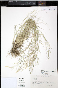 Eragrostis tenuifolia image