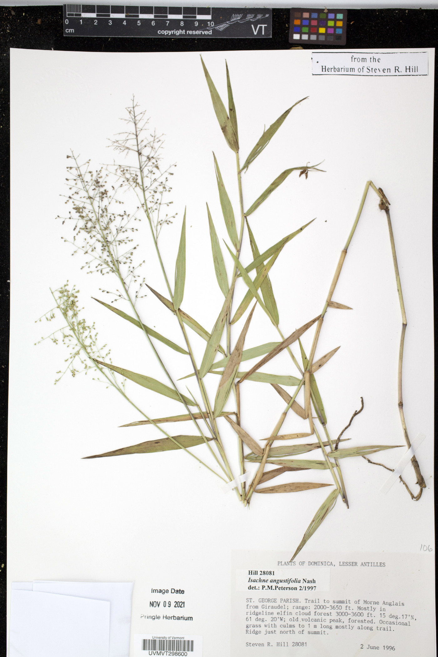Isachne angustifolia image