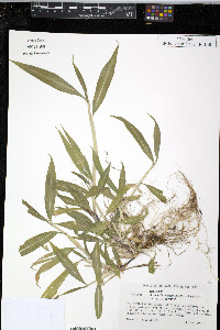 Setaria paniculifera image