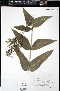 Penstemon alluviorum image