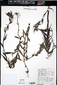 Castilleja suksdorfii image