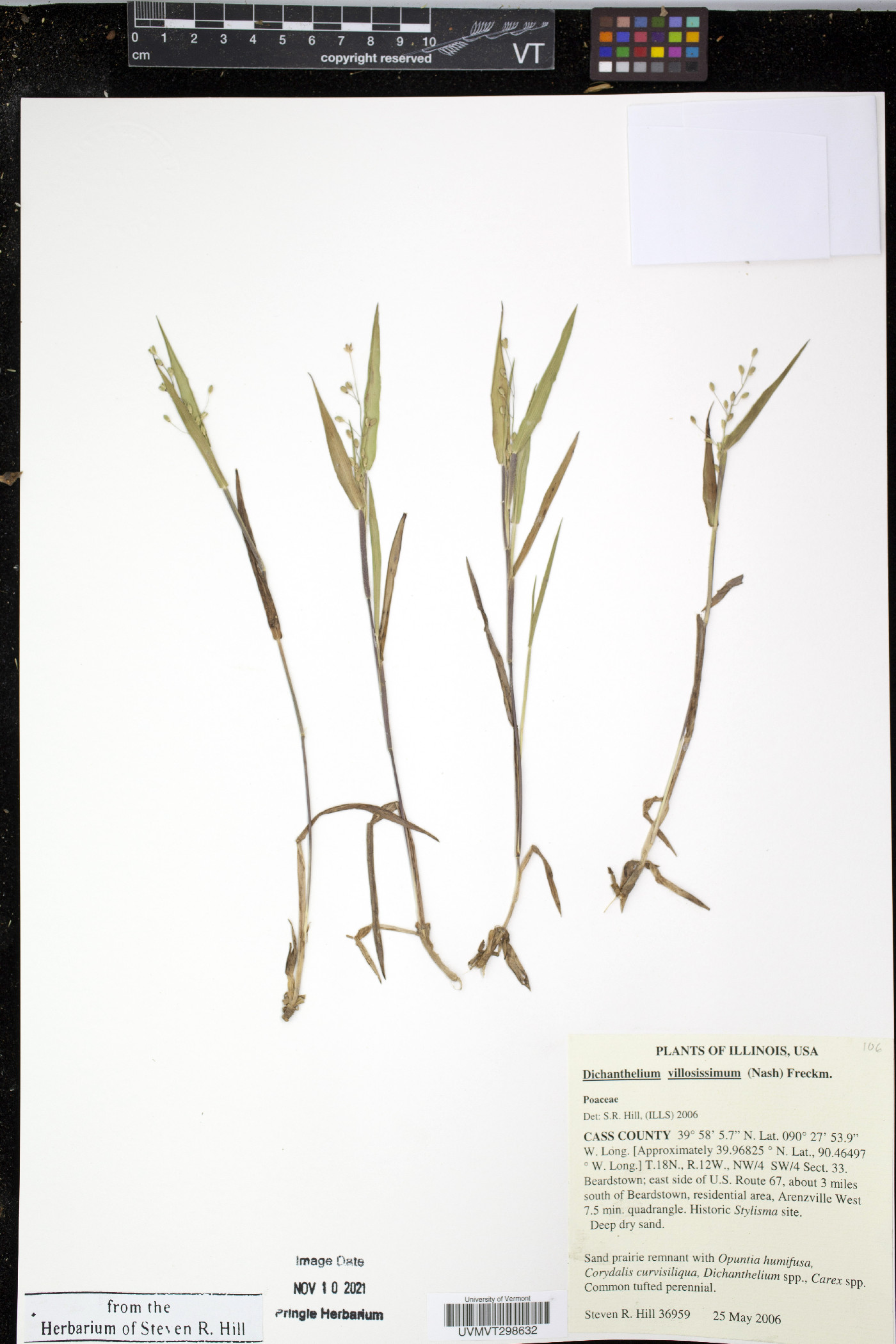 Dichanthelium villosissimum image