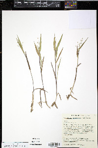 Dichanthelium villosissimum image