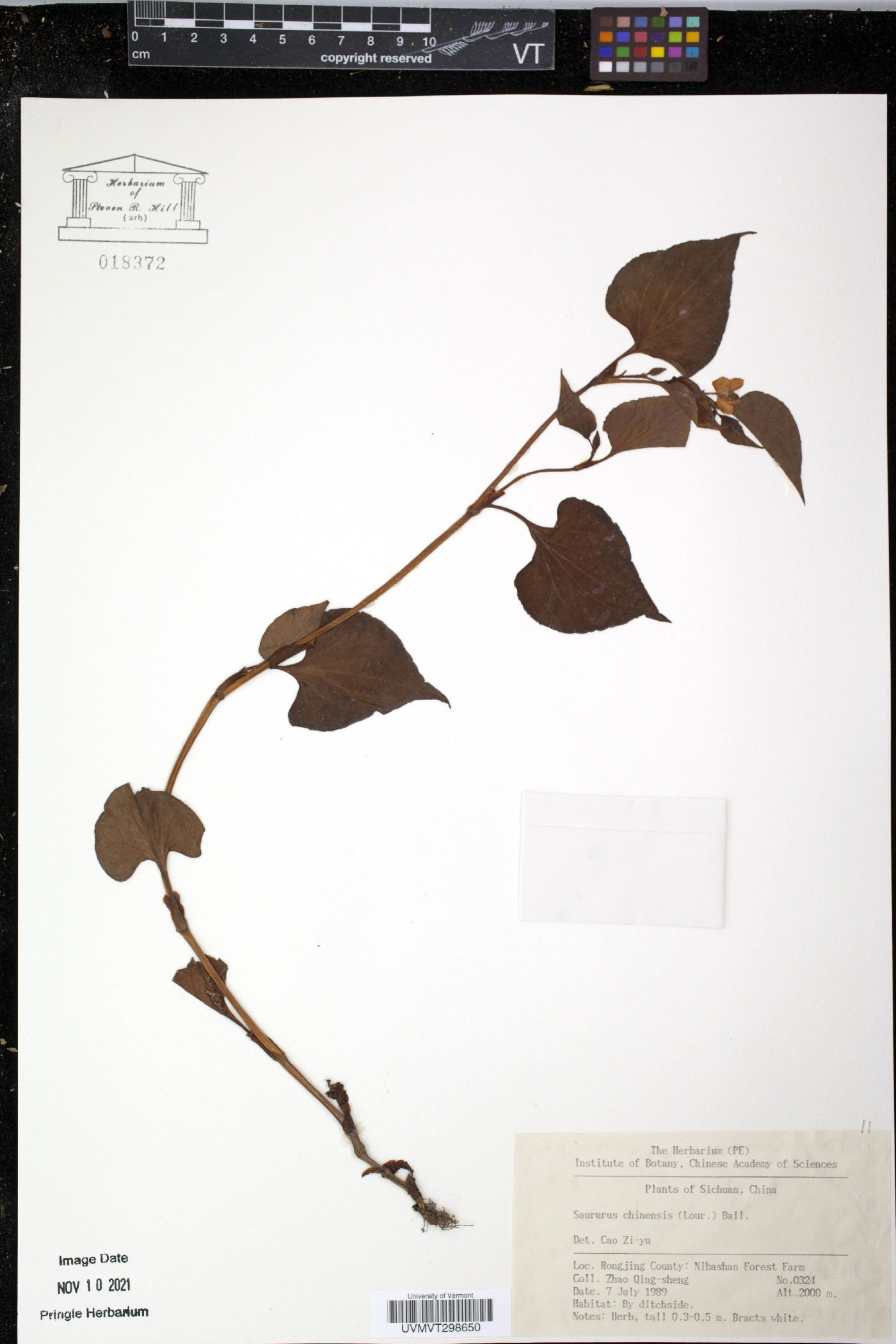 Saururus chinensis image