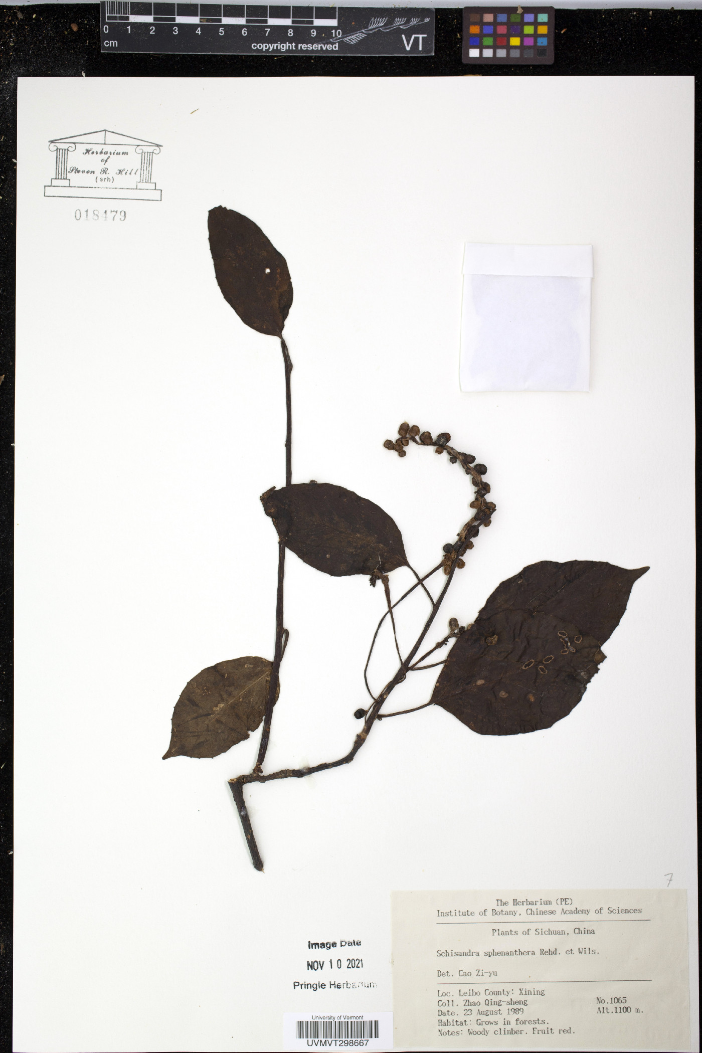 Schisandra sphenanthera image