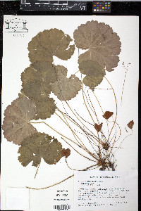 Heuchera parviflora image