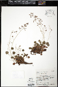 Heuchera rubescens image