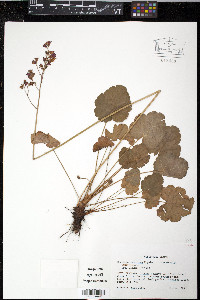 Heuchera sanguinea image