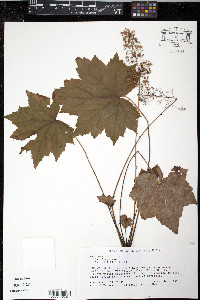 Heuchera villosa image