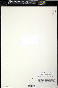 Lepuropetalon spathulatum image