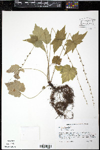 Mitella diphylla image