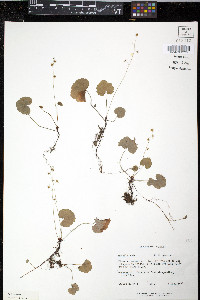 Mitella nuda image