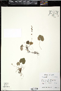 Mitella nuda image