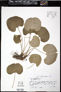 Parnassia asarifolia image