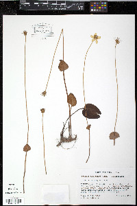 Parnassia caroliniana image
