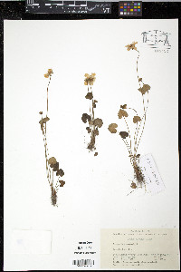 Media resource of Parnassia gansuensis
