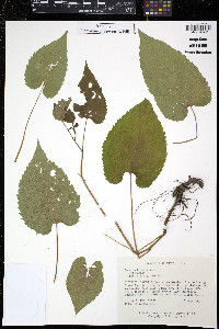 Aster schreberi image