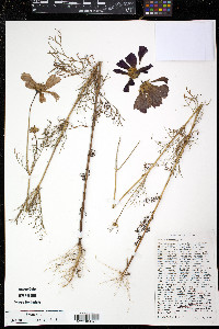Cosmos bipinnatus image