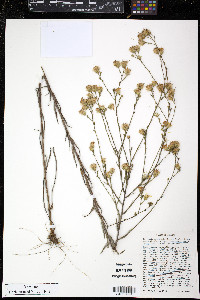 Pityopsis adenolepis image