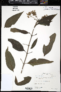 Clibadium surinamense image