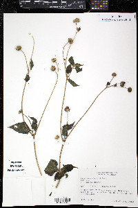 Melanthera nivea image