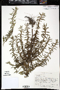 Lycopus rubellus image