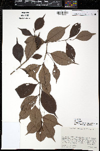 Cybianthus rostratus image