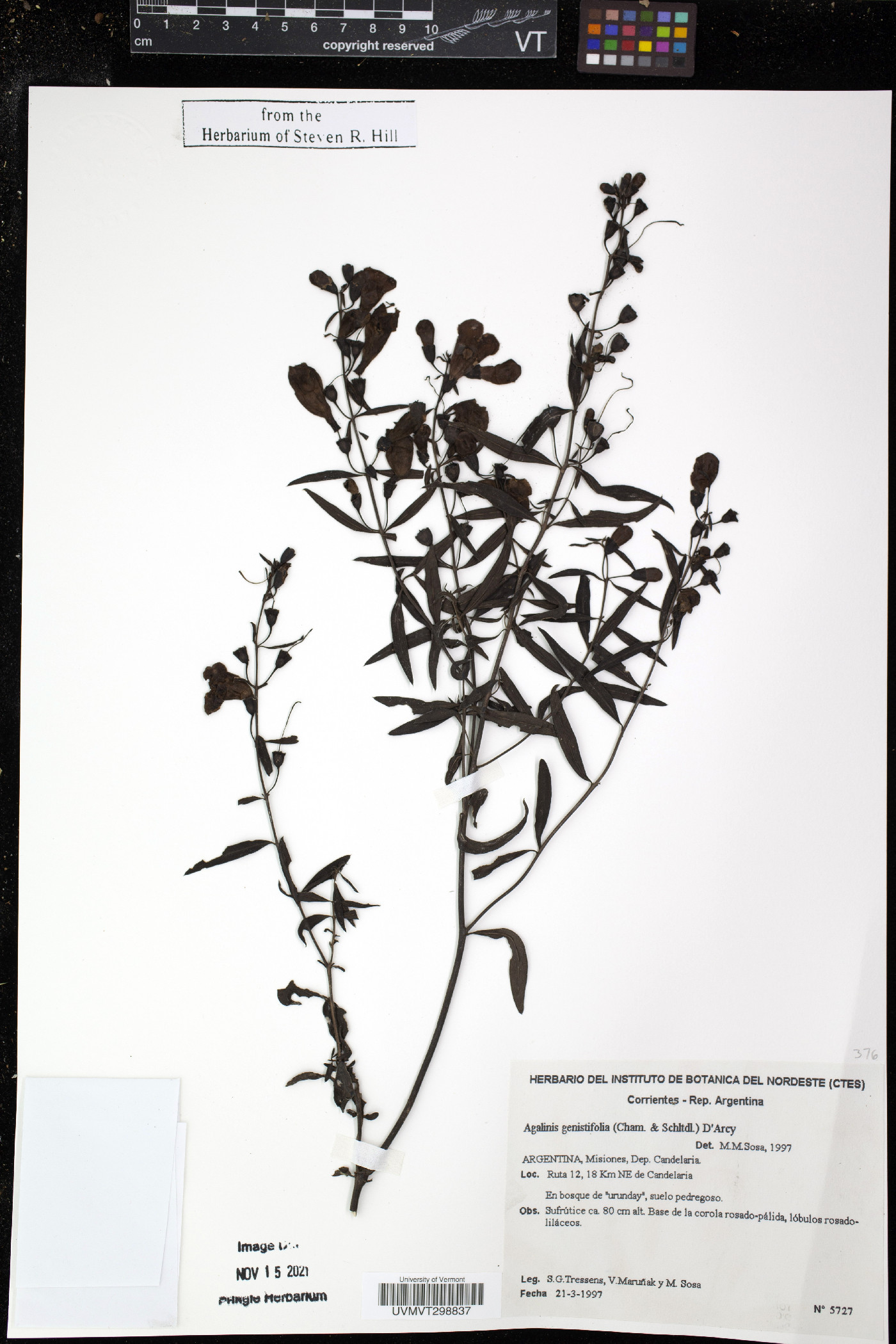 Agalinis genistifolia image