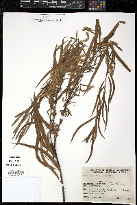 Salix humboldtiana image