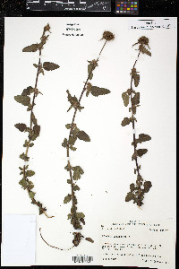 Melochia corchorifolia image
