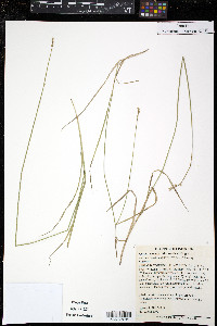 Carex molesta image