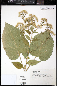 Aster schreberi image