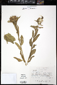 Centaurea macrocephala image
